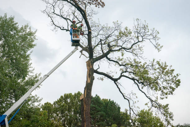 Best Arborist Consultation Services  in Tunica, MS