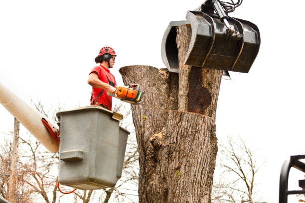 Best Utility Line Clearance  in Tunica, MS